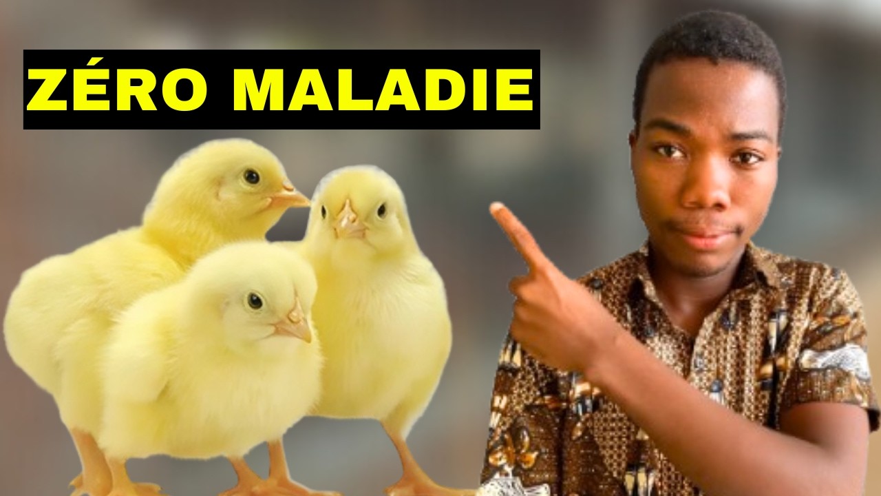 Les 4 médicaments importants pour sauver les poussins sur votre ferme !