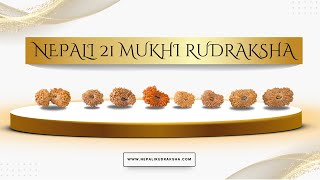 Nepali 21 Mukhi Rudraksha | Rarest and Most Powerful Rudraksha | Benefits Of 21 Mukhi Rudraksha