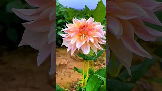 Beautiful Flower Collection #Flowers #Shorts #Viral #Viralvideo