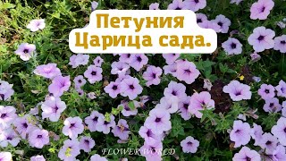 Петуния - Царица сада.💐