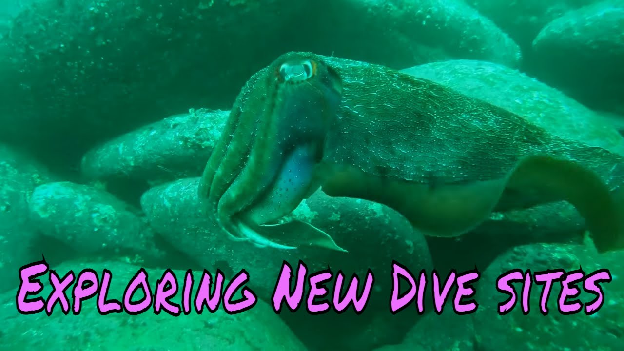 The Absolute BEST Scuba Diving in Swansea and Terrigal NSW Australia