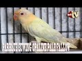Harga Lovebird Dun Fallow 2019