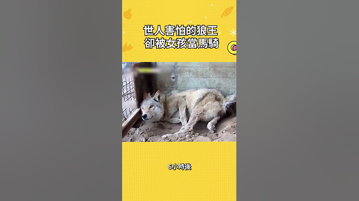 世人害怕的狼王  卻被女孩當馬騎#寵物 #動物 #可愛