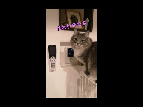 来客時のインターホンに出てくれる賢い猫【サイベリアンのラフィ#shorts】