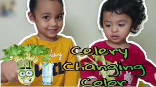 How to make Color Changing Celery!!! Science Experiments for kids