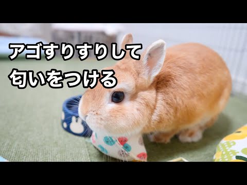 今日の麦ちゃんno 54 今日の麦ちゃん Youtube