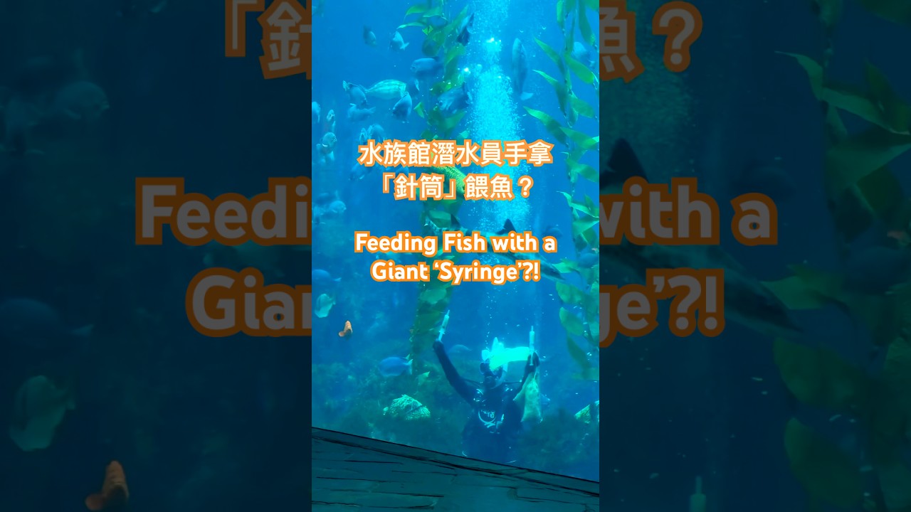 用針筒餵魚Feeding Fish with a Giant 'Syringe'#水族館 #潛水員 #餵魚時間 AquariumLife #FishFeeding #DiverLife