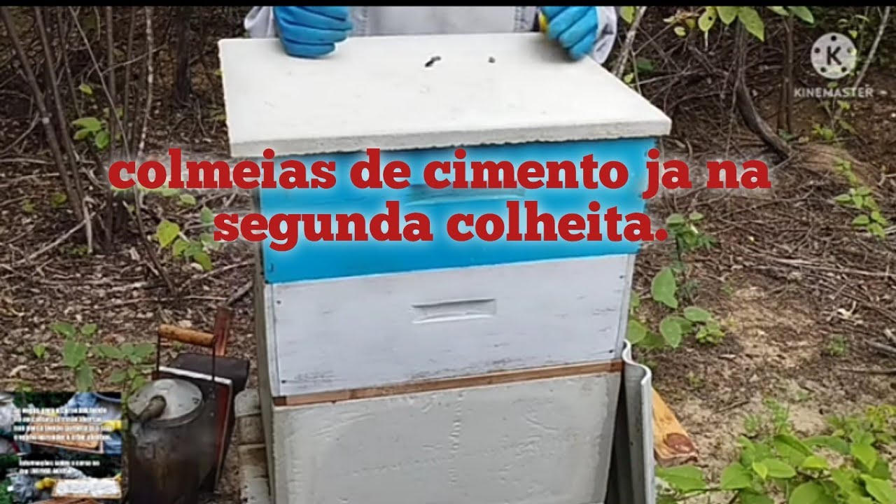 Vai dar segunda colheita nas colmeias de cimento!!