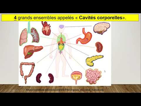 Vidéo: Anatomie, Diagramme Et Fonction Du Corps Mammaire - Cartes Corporelles