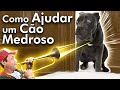MEDO DE FOGOS, CARRO, TROVÃO - DESSENSIBILIZAÇÃO 3/3