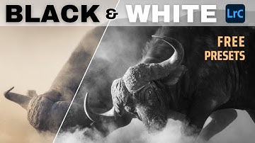 Create Moody Black & White Wildlife Photos in Lightroom | FREE Lightroom Presets