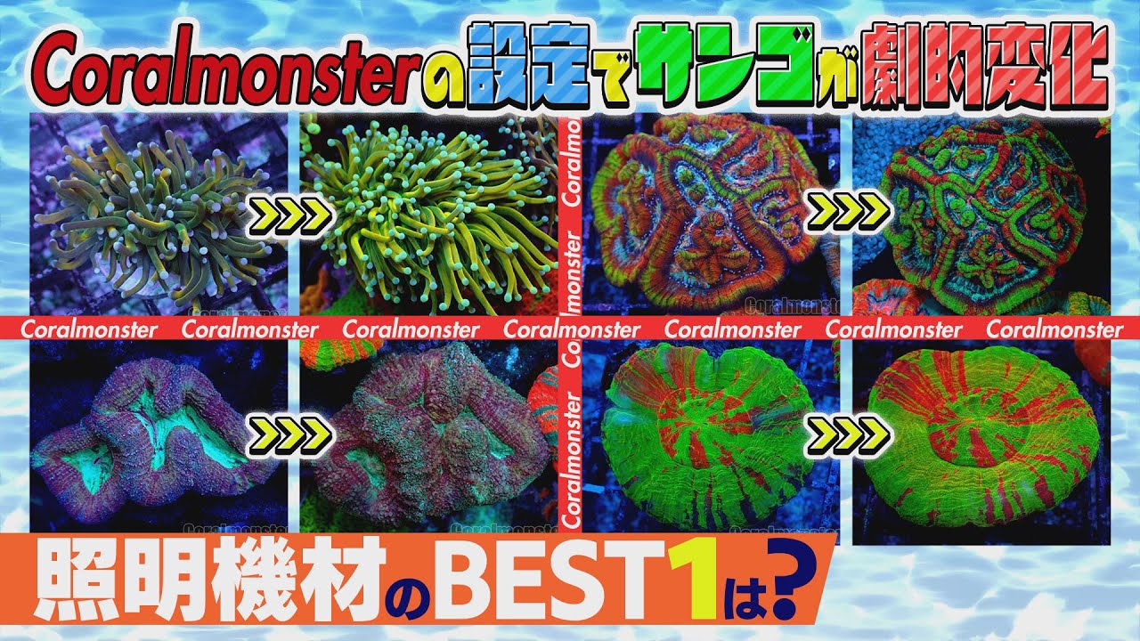 サンゴが劇的に変わる “照明” の話《サンゴ水槽》【2022年9月号 vol.2】