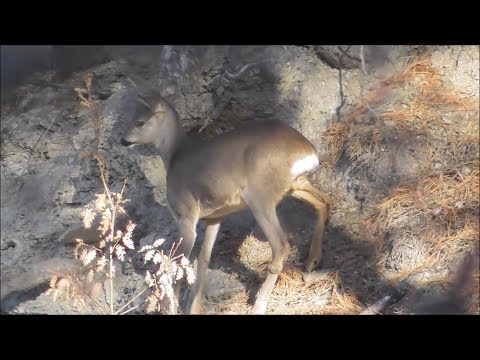 kastamonu domuz avı pig hunt