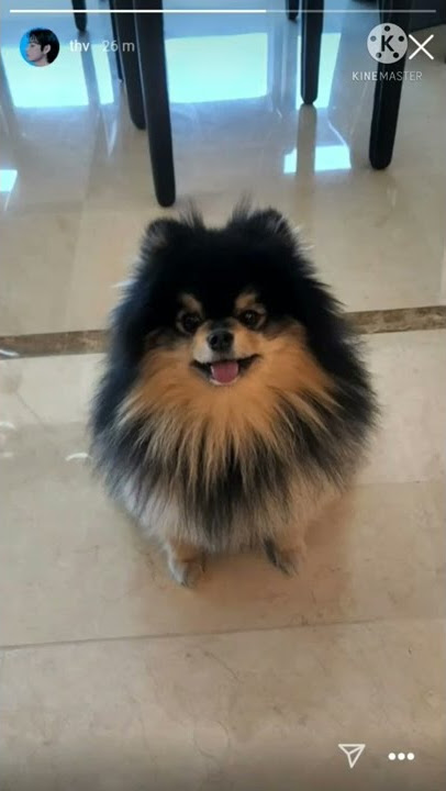 V instagram update with yeontan #V #kimtaehung #bts #instagram #btsarmy #yeontan
