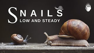 The Evolutionary World of Snails