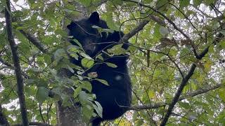 Black Bear Up in the Tree – Peaceful Pacific Northwest Wildlife Moment | 4K