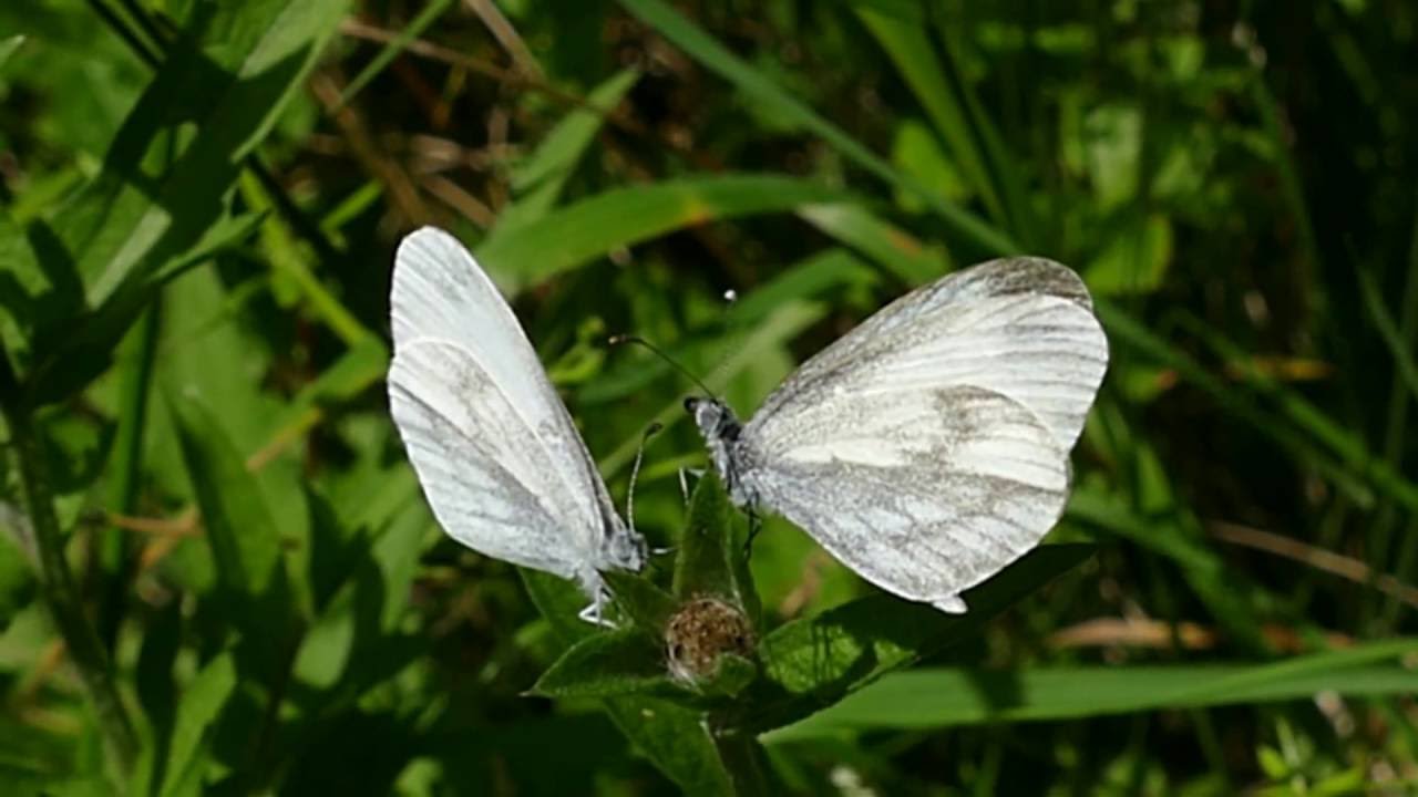 Courting Wood White butterflies, Salcey Forest, Northants 5th July 2016 (Slowed down x4)