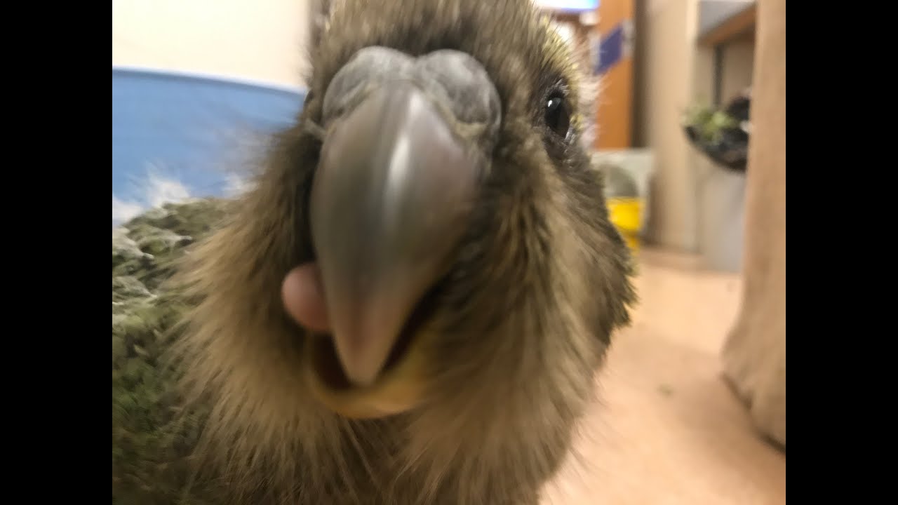 Kakapo Crazy Moss Chickens YouTube