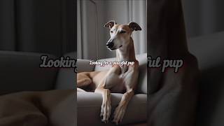 Top 3 Quietest Dog Breeds You’ll Love for a Peaceful Home! #dog #shorts