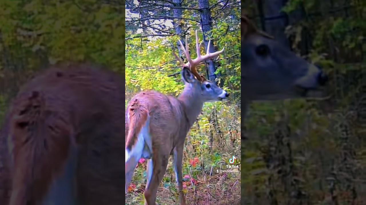 Big Buck up close!! Whitetail Deer Hunting 