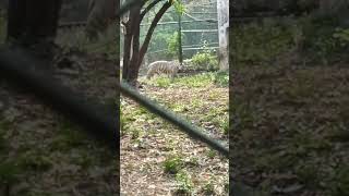 Kanpur Zoo White Tiger 🐯🤍 | Rare White Tiger Sight 😍 #shorts #whitetiger #kanpurzoo #vlog #zoovlog