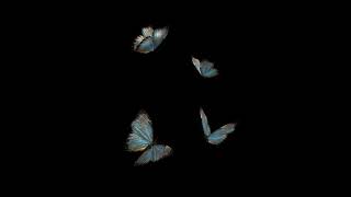 Madrigal - Kelebekler
