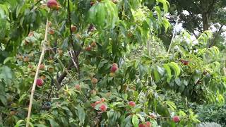 A Rough Guide to Growing a Peach Tree in Southern England