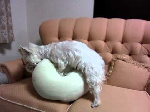 ヘコヘコ犬その２.MOV