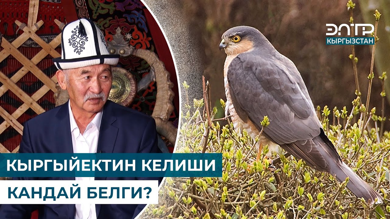 КЫРГЫЙЕКТИН КЕЛИШИ КАНДАЙ БЕЛГИ? // МУРАС САБАТЫ