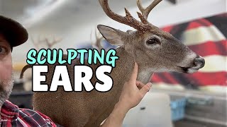 The NEW WAY I Pre Sculpt Whitetail Ears! *SUPER EASY* Whitetail Taxidermy!