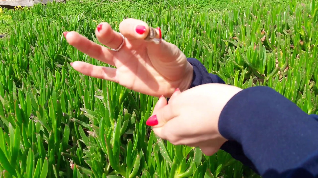 Cyprus in the spring. Snail game.Кипр весной. Игра с улиткой