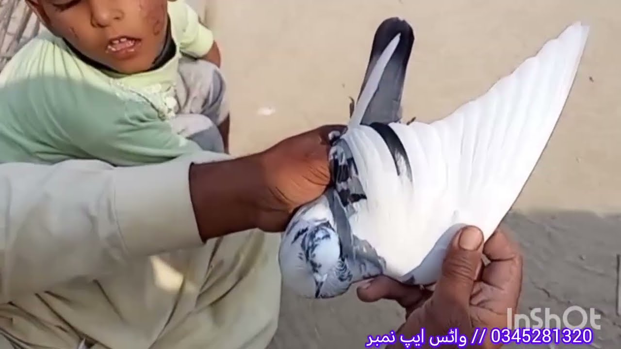 پٹائی کے دوران کچھ کبوتروں کا شوق کریں 