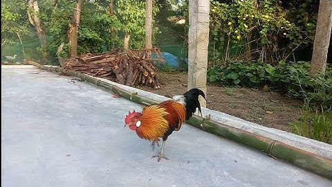 Gà rừng mồi | Tơ mã vàng đẹp lung linh