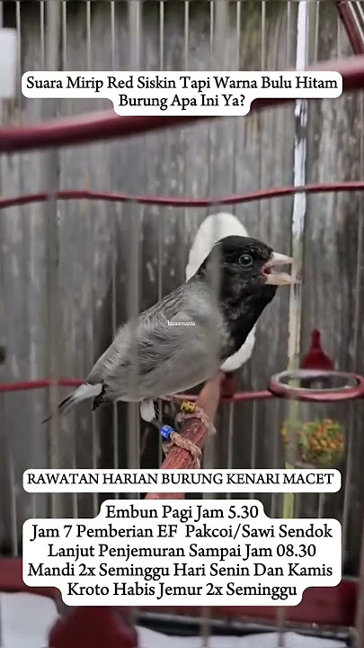 pancingan suara red siskin #burungkicau #kenari #kicaumania #kicaumaniaindonesia #lovebird #bird