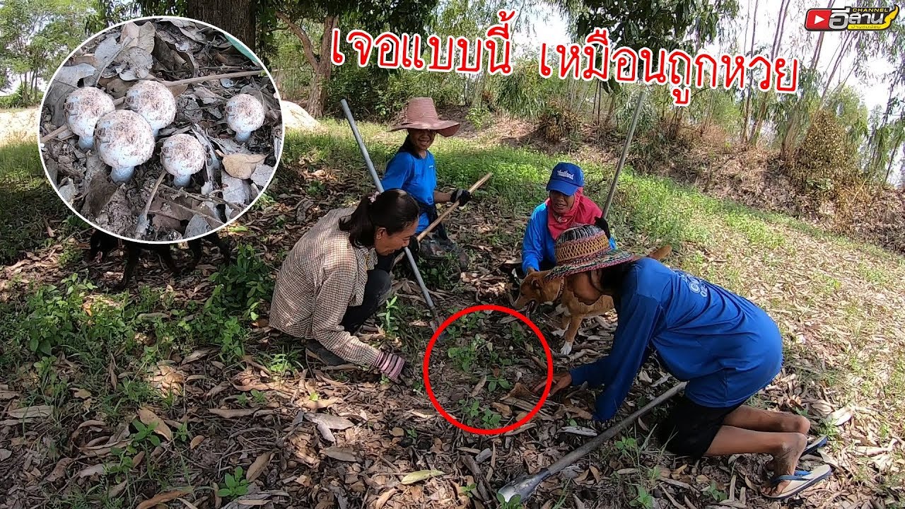 แทบร้อง!! เจอแบบนี้ปานถูกหวย!! หาขุดจิโป้ม “แต่ไปเจอของดีเข้าให้” ดีใจสุดๆเลย