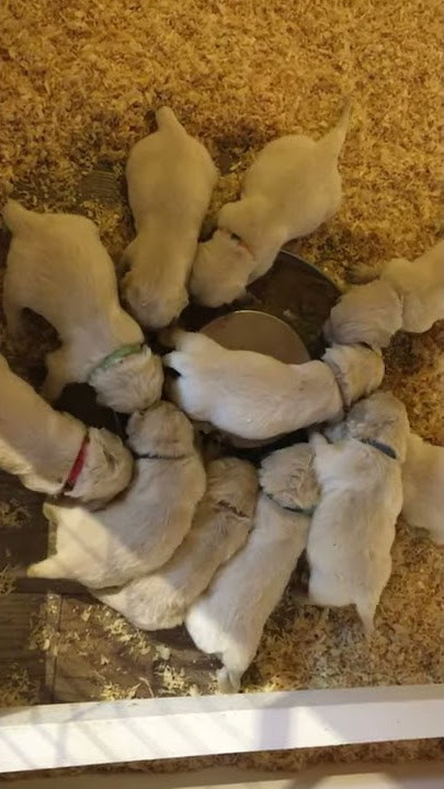 Premier repas des bébés de Lady