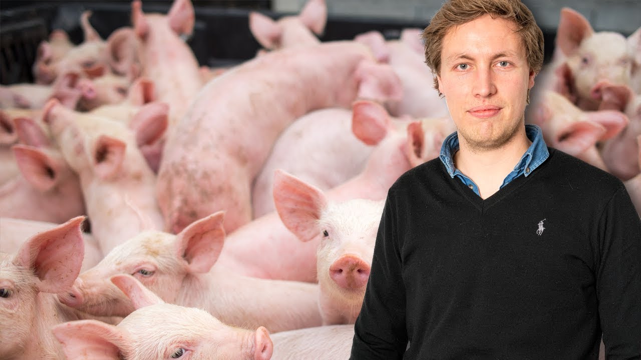 Trendrapport Varkens & Voer Pro - Varkensprijs verrast met plotselinge opleving