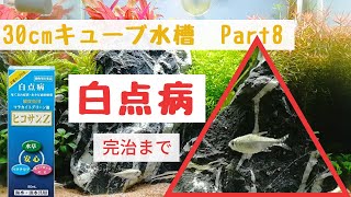 【アクアリウム】熱帯魚の白点病を完治まで【ヒコサンZ】青華石レイアウト水槽 Part8