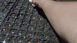 THE PROCESS OF FARMERS PLANTING CUCUMBER SEEDS IN SEEDLING TRAY WITH BARE HANDS!-Agriculture Farming