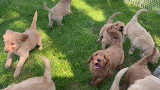 Goldendoodle Puppies Available Colorado by Terry Farm Kennel 2,502 views 1 year ago 3 minutes, 20 seconds