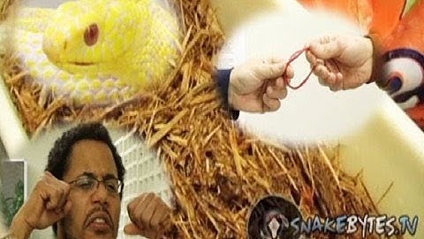 Snake Bytes TV - Snake Bites Power Balance : SnakeBytesTV