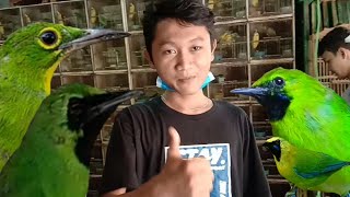 UPDATE HARGA BURUNG CUCAK, IJO MINI, RANTING, IJO PH, IJO NOPENG, DLL, KIOS