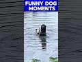 Ranking the FUNNIEST Dog Moments Ever 🐶😂
