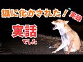 キツネについて行ったら道に迷ったけど帰り道を教えてくれた