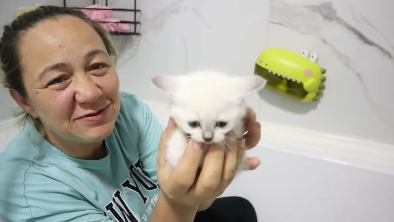 JAKUZİDEN GARİP SESLER GELİYOR !!BUĞLEM İLE KEDİLER ANLAŞAMADI KAVGA OPERASYONU !!