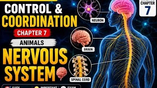 Control & Coordination Class 10 CBSE | Nervous System in Animals | Science Chapter 7 