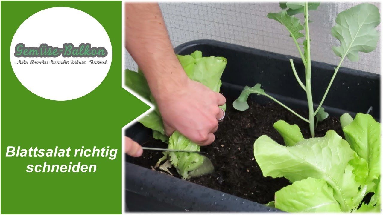 Blattsalat Auf Dem Balkon Anbauen Gemuse Balkon