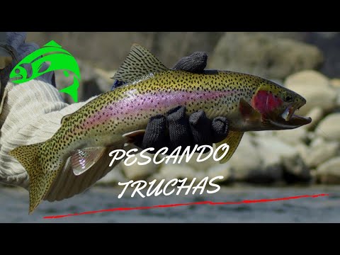 Video: Los mejores destinos para pescar en Colorado