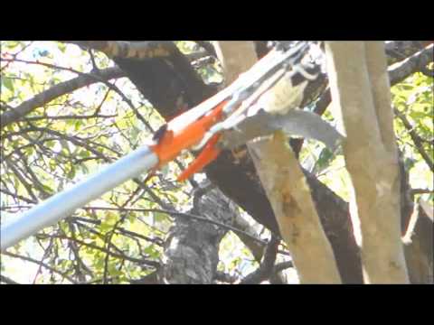 ვიდეო: ბენზინის ლოპერი: ხერხიანი ძეხვის თვისებები ხეების გასხვლისთვის. მცირე ზომის მოდელების მახასიათებლები