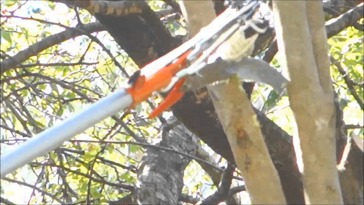 tree branch trimmer